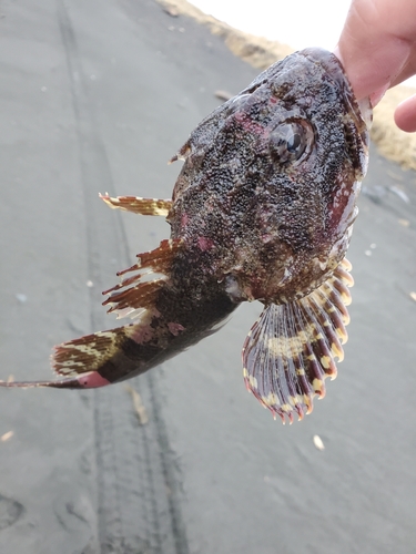 カジカの釣果