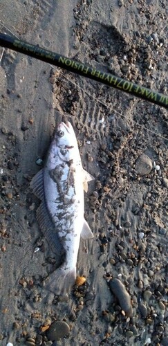 ニベの釣果