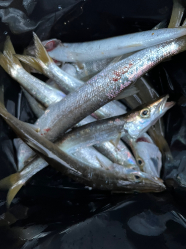 アカカマスの釣果