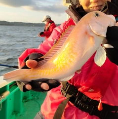 シロアマダイの釣果