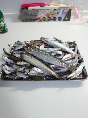 カタクチイワシの釣果