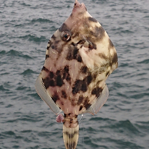 カワハギの釣果