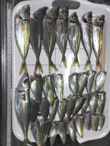 アジの釣果