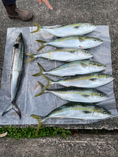 ハマチの釣果