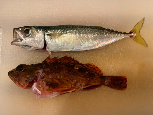 サバの釣果