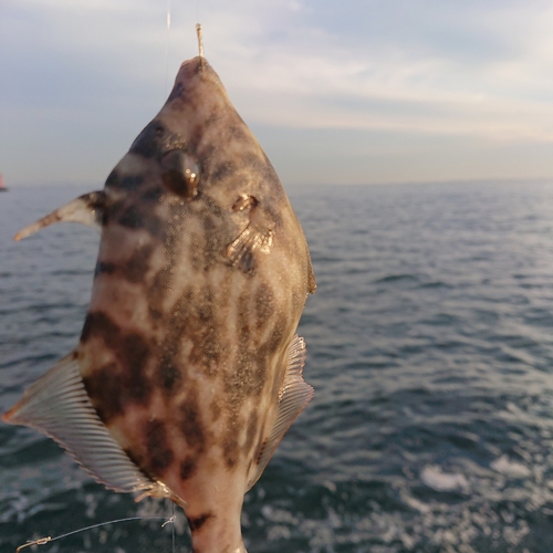 カワハギの釣果