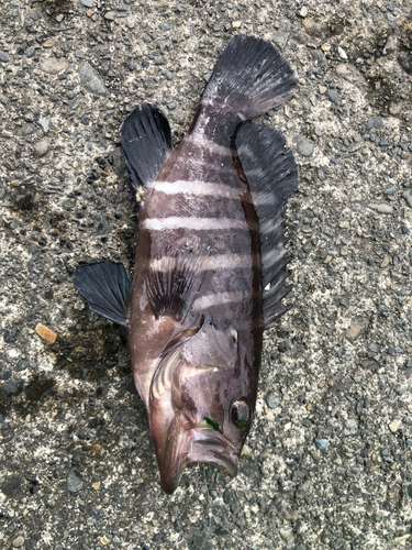 マハタの釣果