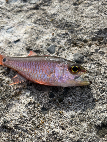 ネンブツダイの釣果