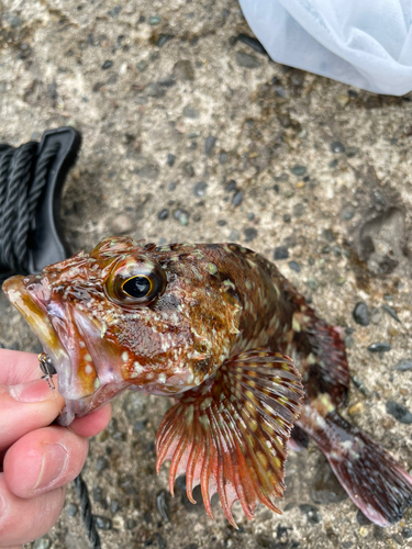 カサゴの釣果