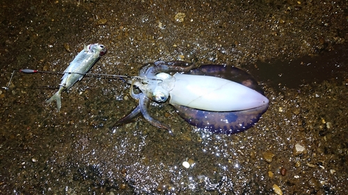 アオリイカの釣果