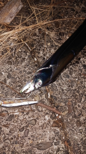 タチウオの釣果