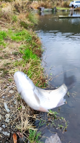 ヘラブナの釣果