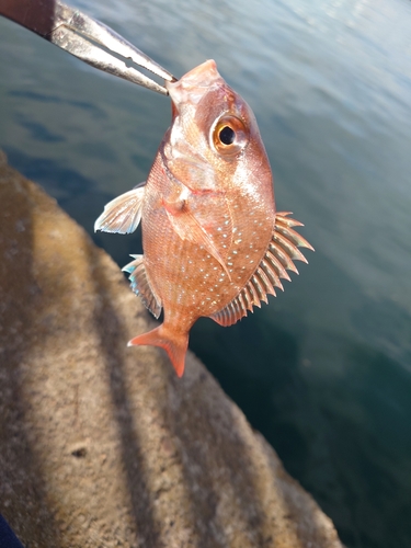 チャリコの釣果