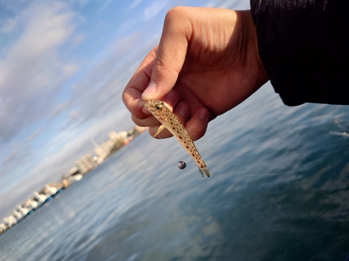 マハゼの釣果