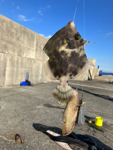 カワハギの釣果