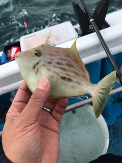 カワハギの釣果