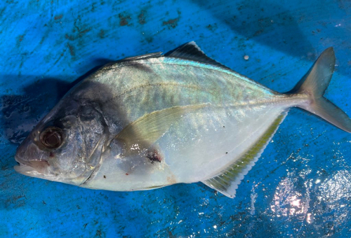 カイワリの釣果