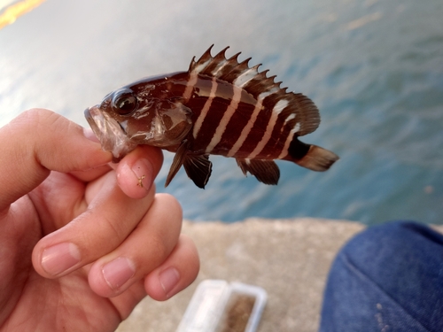 マハタの釣果