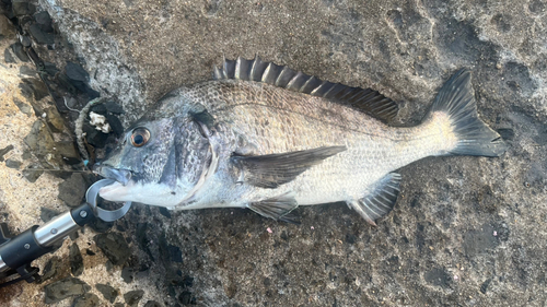 チヌの釣果