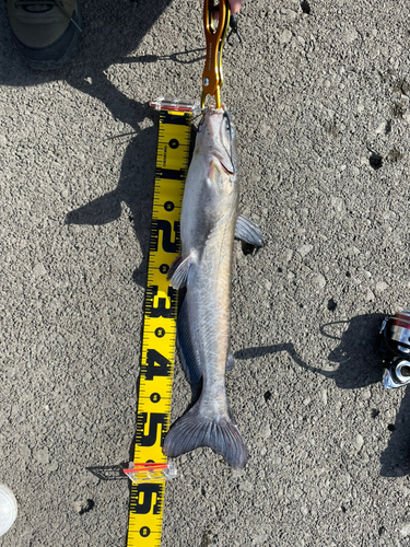 アメリカナマズの釣果