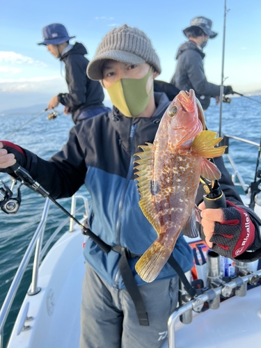 アコウの釣果