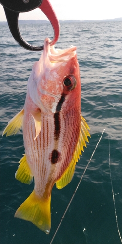 ヨコスジフエダイの釣果