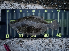 ヒラメの釣果