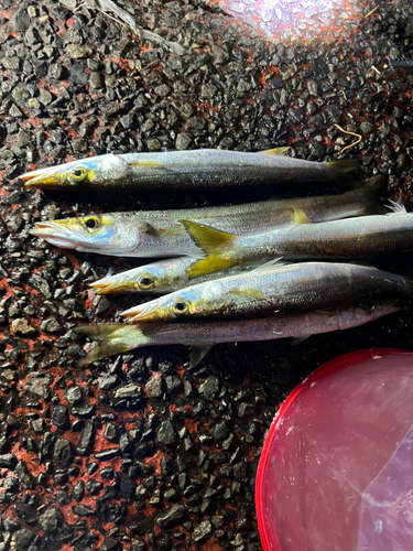 カマスの釣果