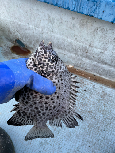 イシガキダイの釣果