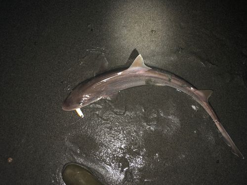サメの釣果