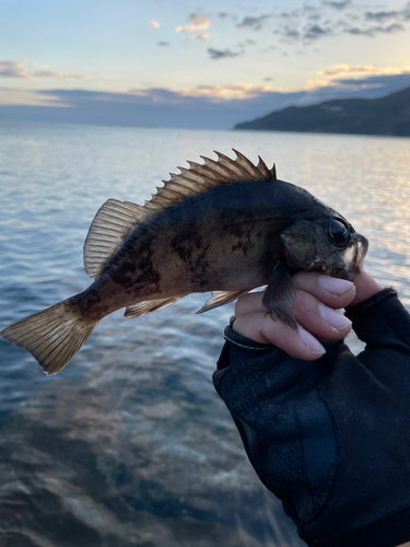 クロメバルの釣果