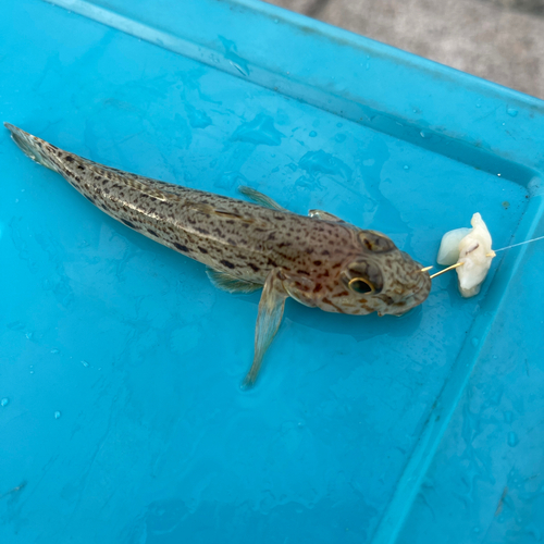 ハゼの釣果