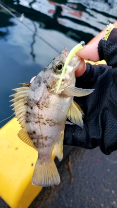 メバルの釣果