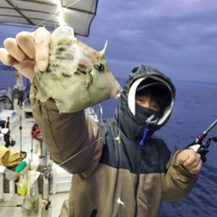 カワハギの釣果