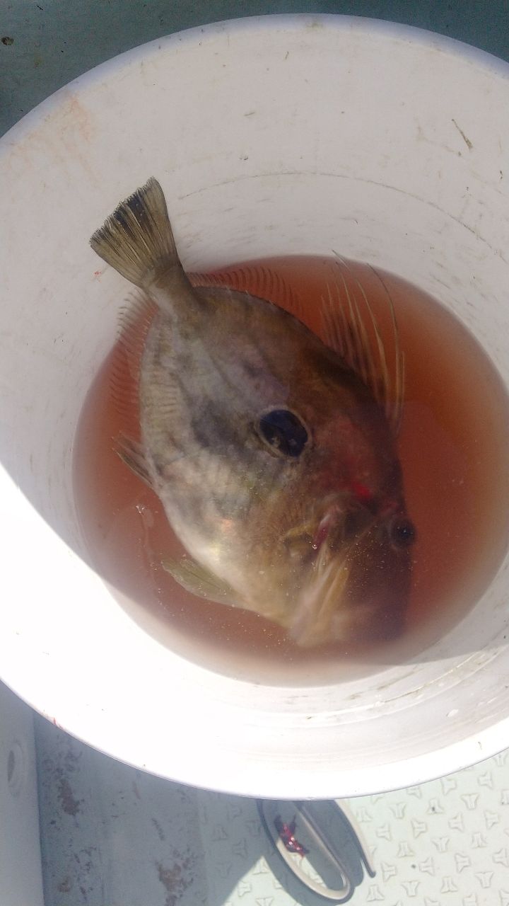 みってるさんの釣果 2枚目の画像