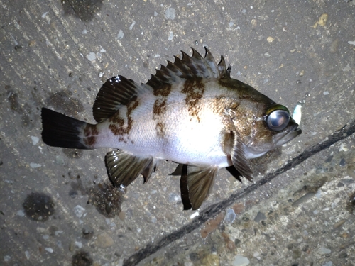 メバルの釣果