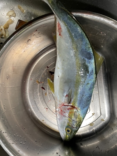 ツバスの釣果