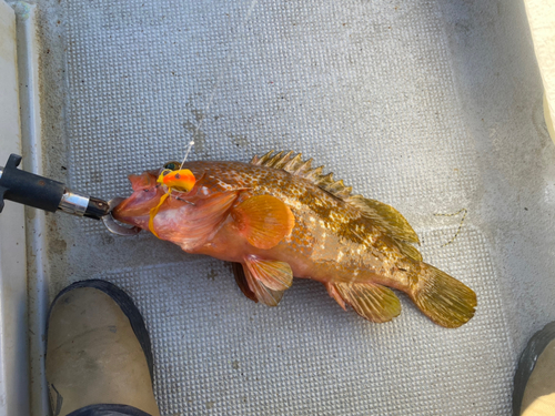 アコウの釣果