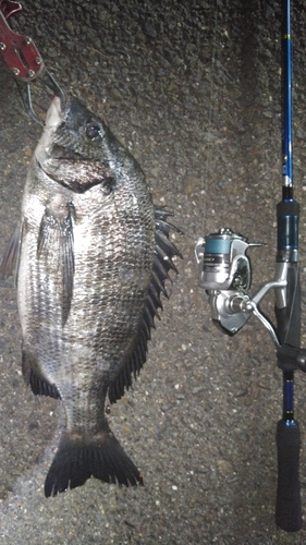 クロダイの釣果