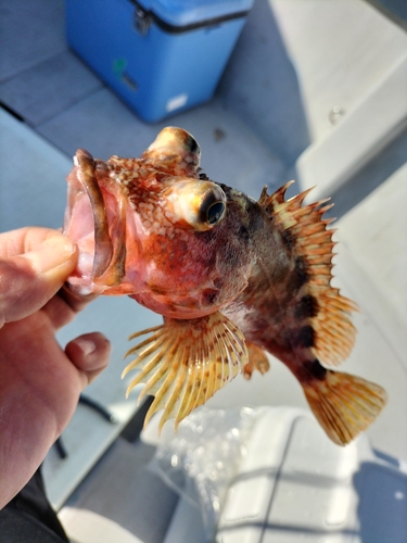 アラカブの釣果