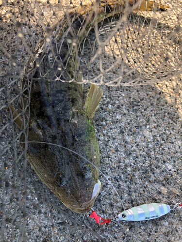 マゴチの釣果