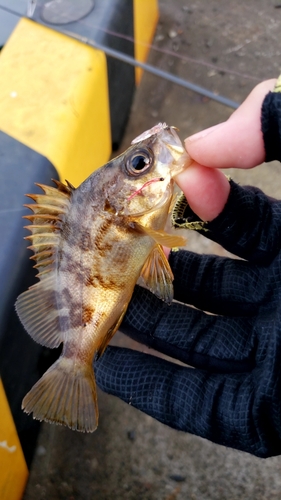 メバルの釣果