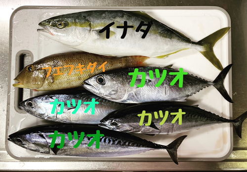 イナダの釣果