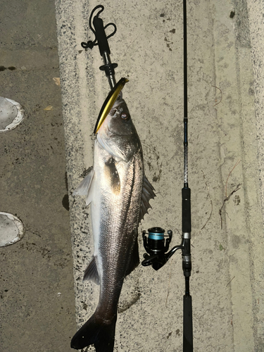 シーバスの釣果