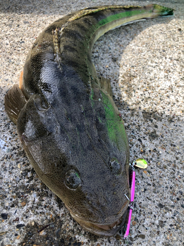 マゴチの釣果