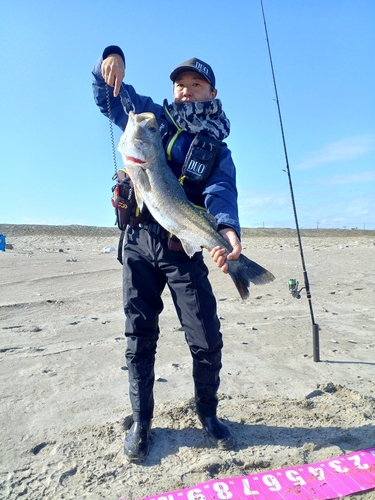 スズキの釣果