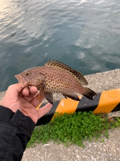 ハタの釣果