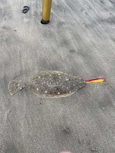 ヒラメの釣果