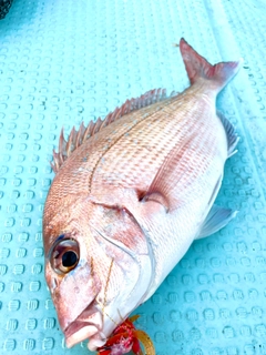 マダイの釣果