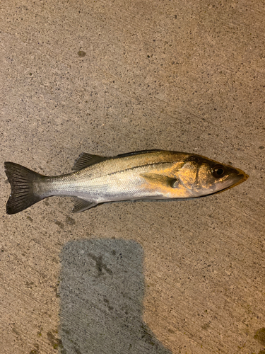 セイゴ（ヒラスズキ）の釣果